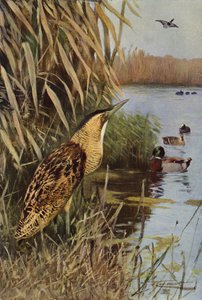 Bittern
