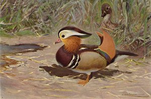 Mandarin and