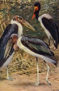 Marabou og Jabiru