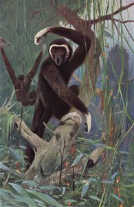 Hvidhændet Gibbon