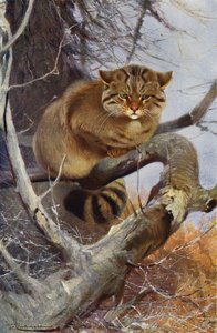 Vild kat