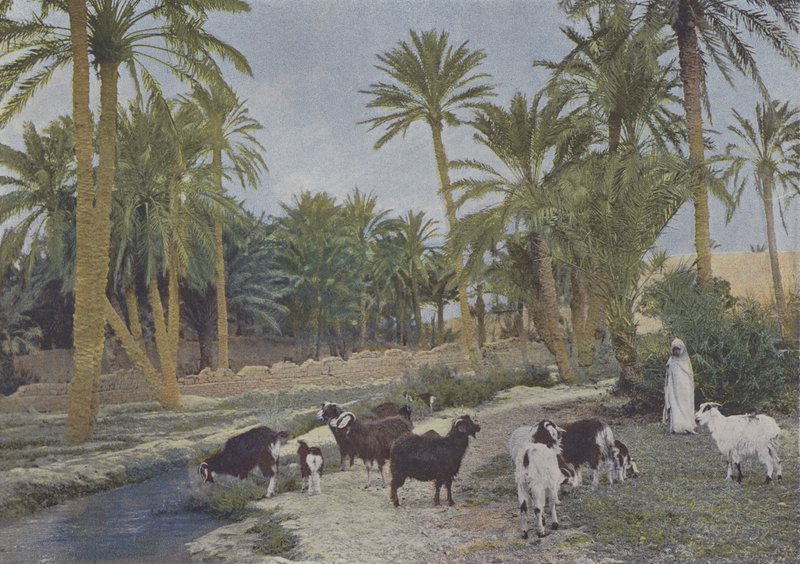 Oase i Algeriet (farvet foto) af (after) French Photographer