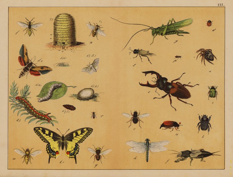 Insekter (farvelitografi) af (after) German School