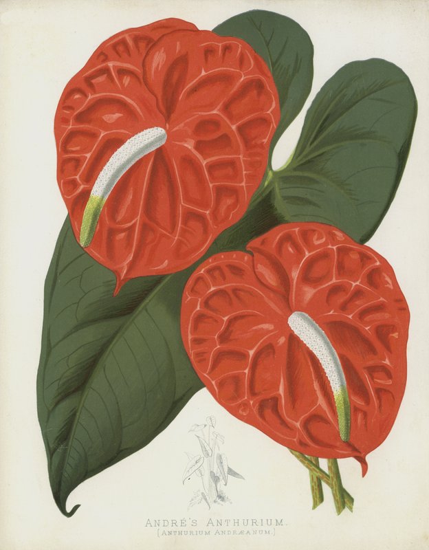 Andres Anthurium, Anthurium Andraeanum af English School