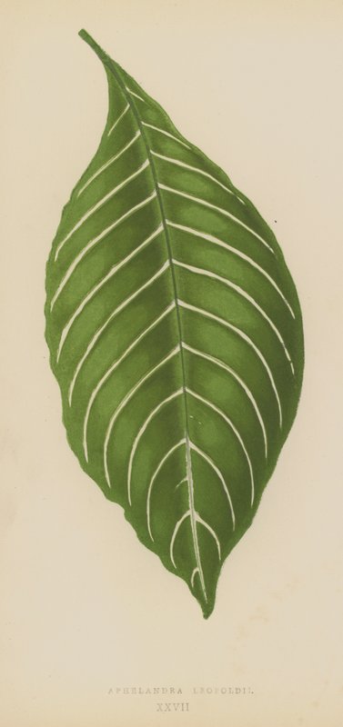 Aphelandra Leopoldii af English School