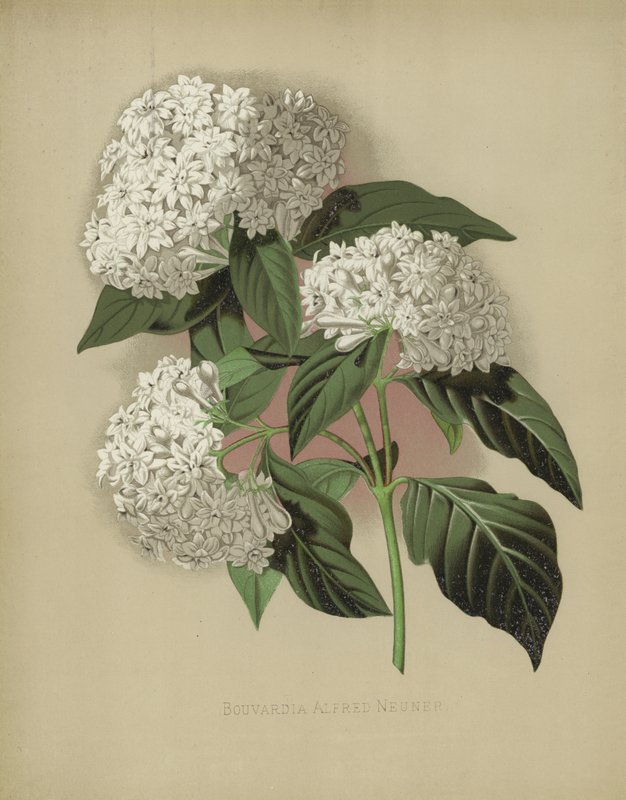 Bouvardia Alfred Neuner af English School