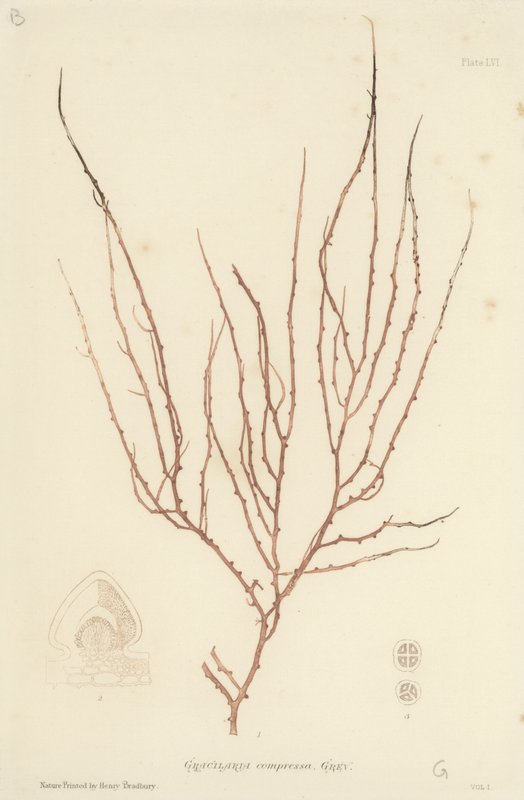 British Sea-Weed (naturtrykt) af English School