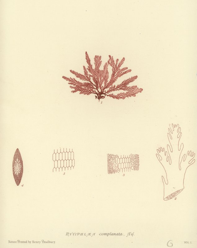 British Sea-Weed (naturtrykt) af English School