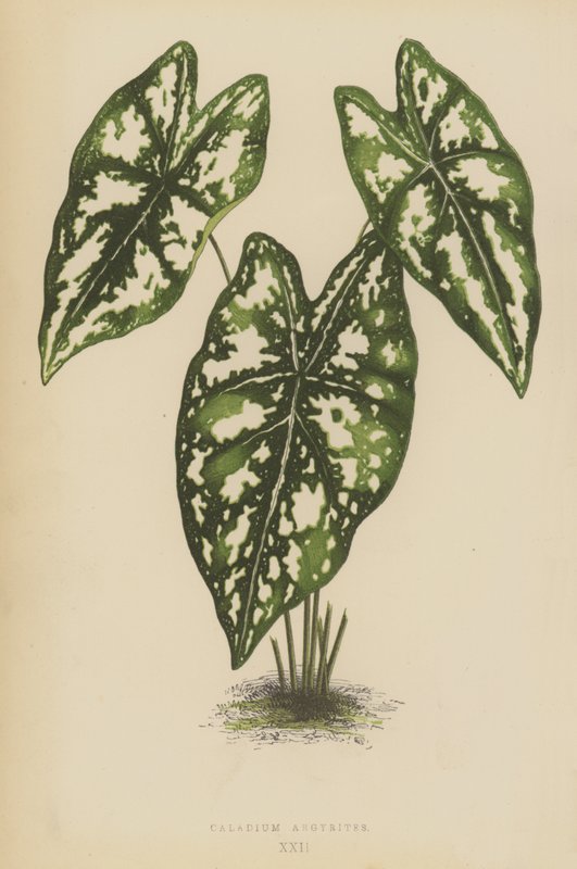 Caladium argyritter af English School