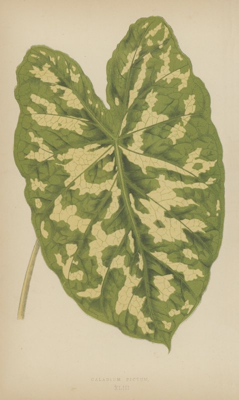Caladium Pictum af English School