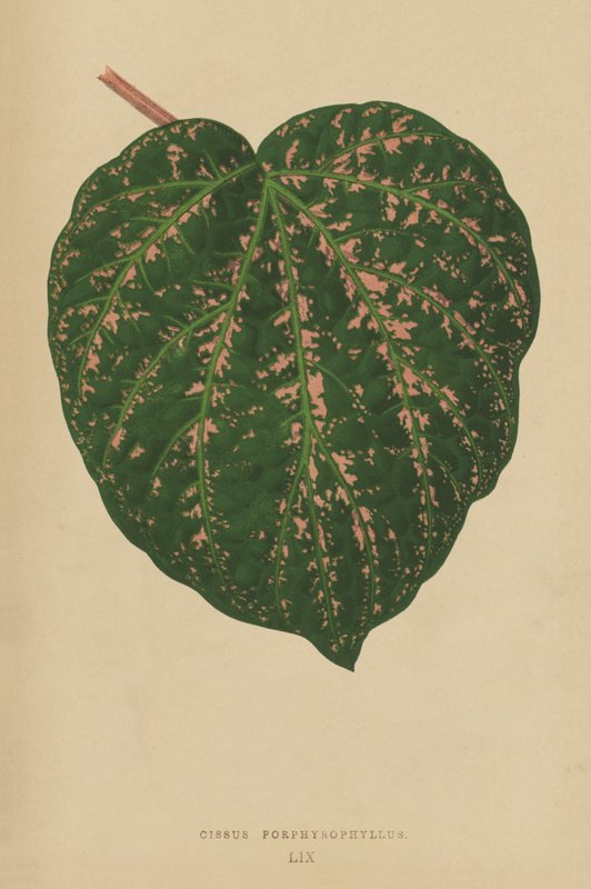 Cissus Porphyrophyllus af English School