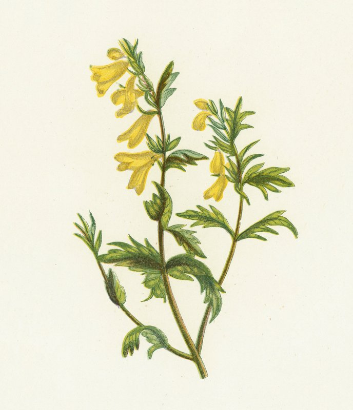 Almindelig kohvede, Melampyrum Pratense af English School