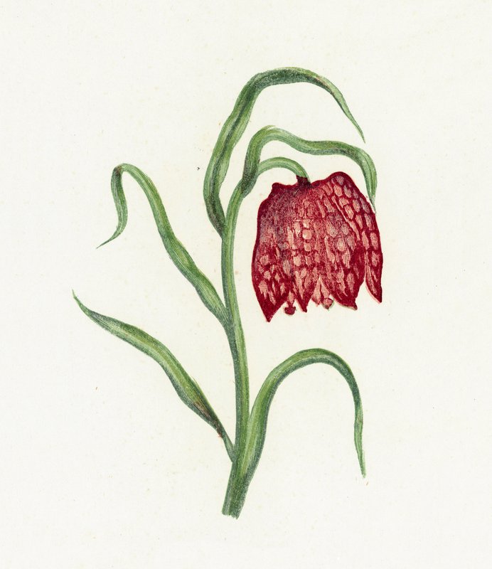 Almindelig Fritillary, Fritillaria Meleagris af English School