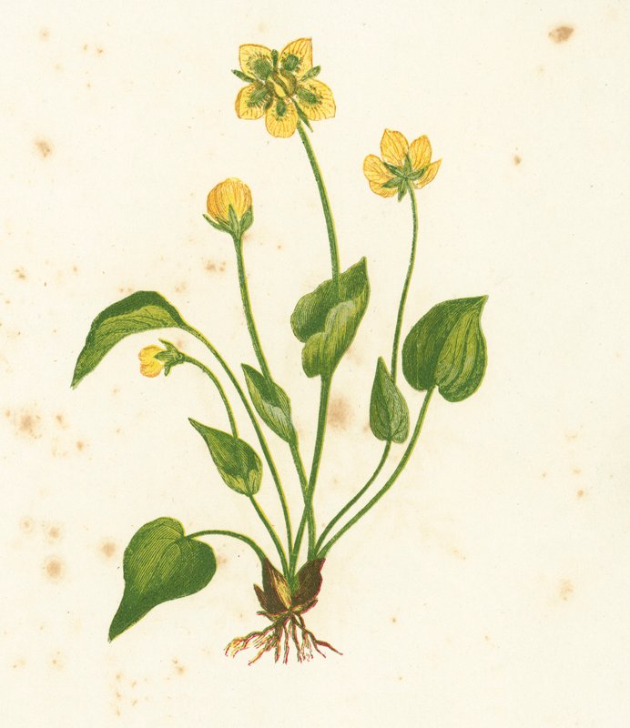 Almindelig Parnassusgræs, Parnassia Palustris af English School