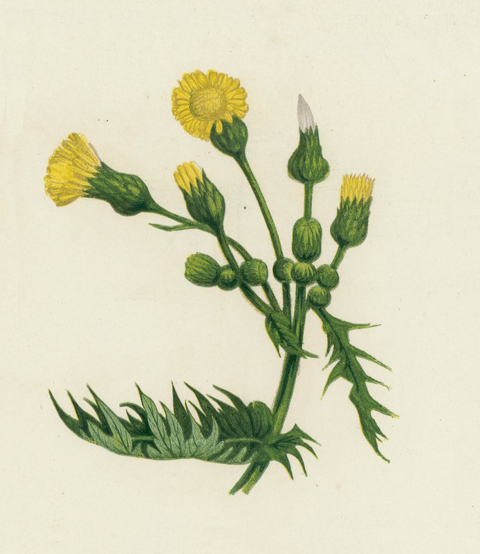 Almindelig sivtidsel, Sonchus Oleraceus af English School