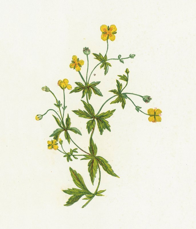 Almindelig Tormentil, Tormentilla Officinalis af English School