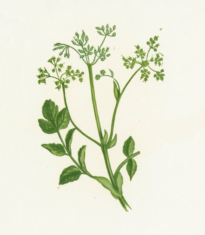 Almindelig vild pastinak, Pastinaca Sativa af English School