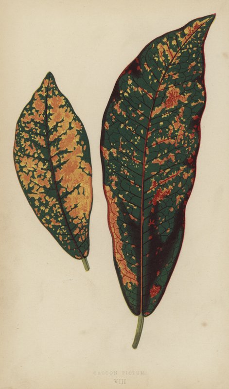 Croton Pictus af English School