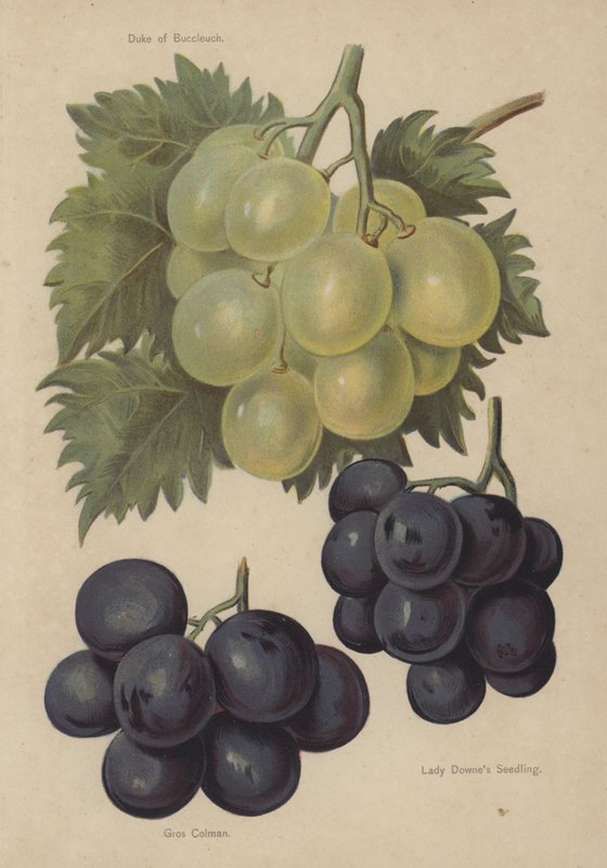 Hertug af Buccleuch, Gros Colman, Lady Downes frøplante af English School