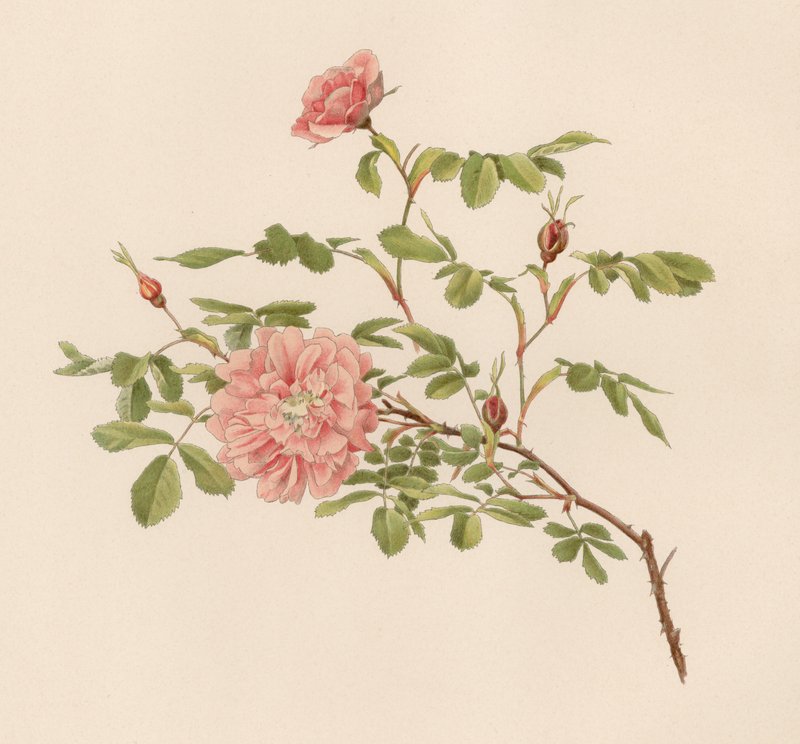 Engelsk Rose af English School