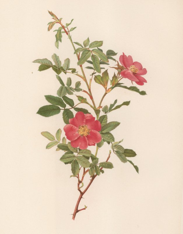 Engelsk Rose af English School