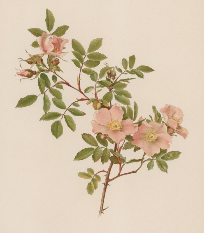 Engelsk Rose af English School