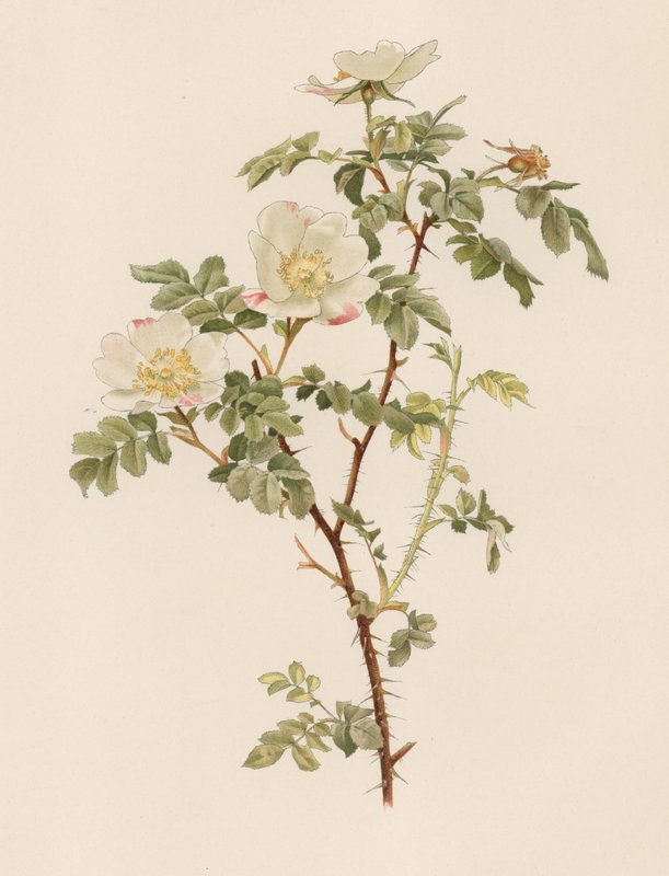 Engelsk Rose af English School