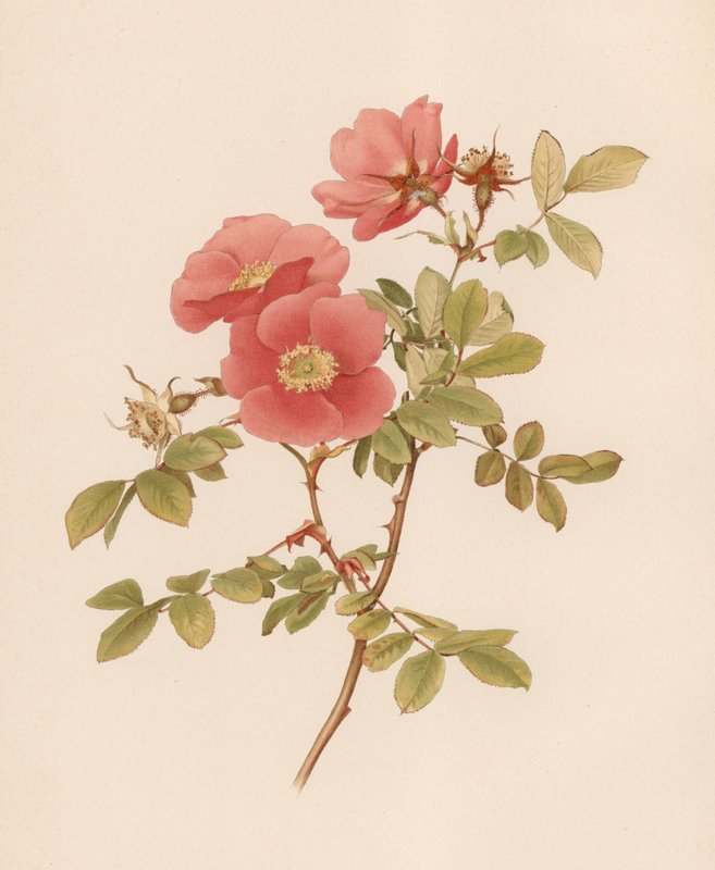 Engelsk Rose af English School