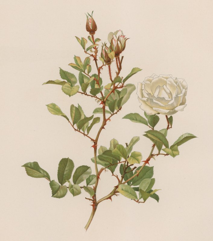 Engelsk Rose af English School