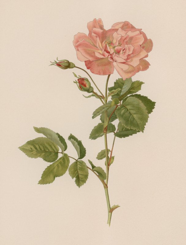 Engelsk Rose af English School