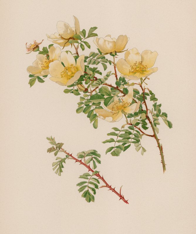 Engelsk Rose af English School