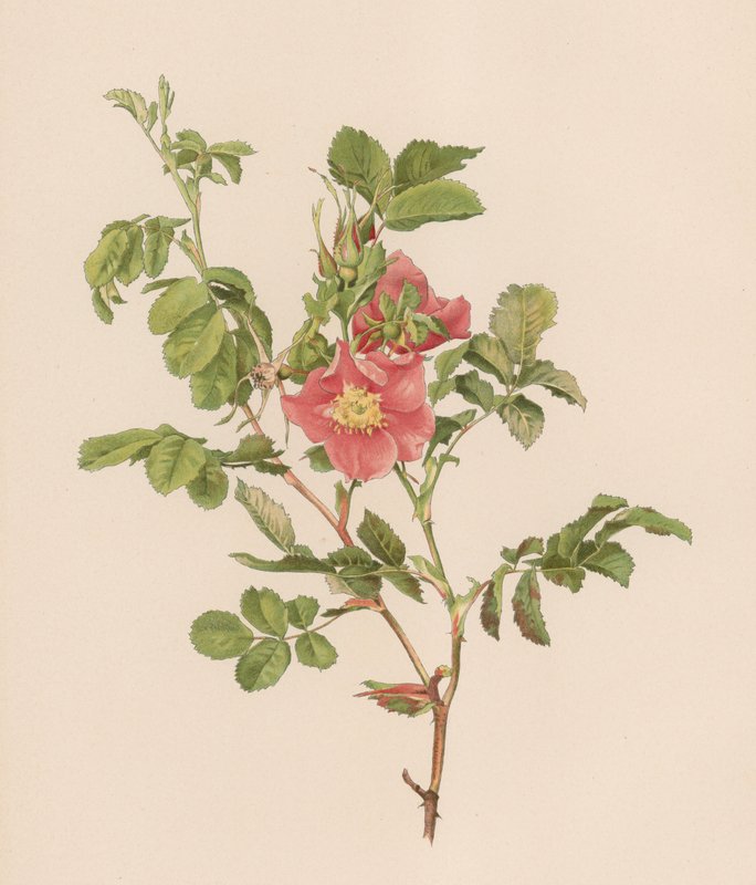 Engelsk Rose af English School