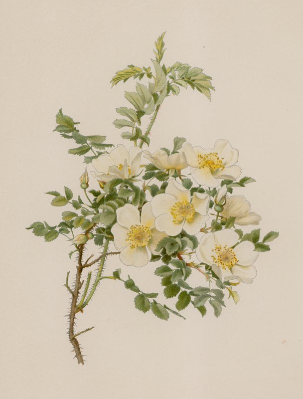 Engelsk Rose af English School