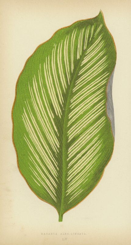 Maranta Alba-Lineata af English School