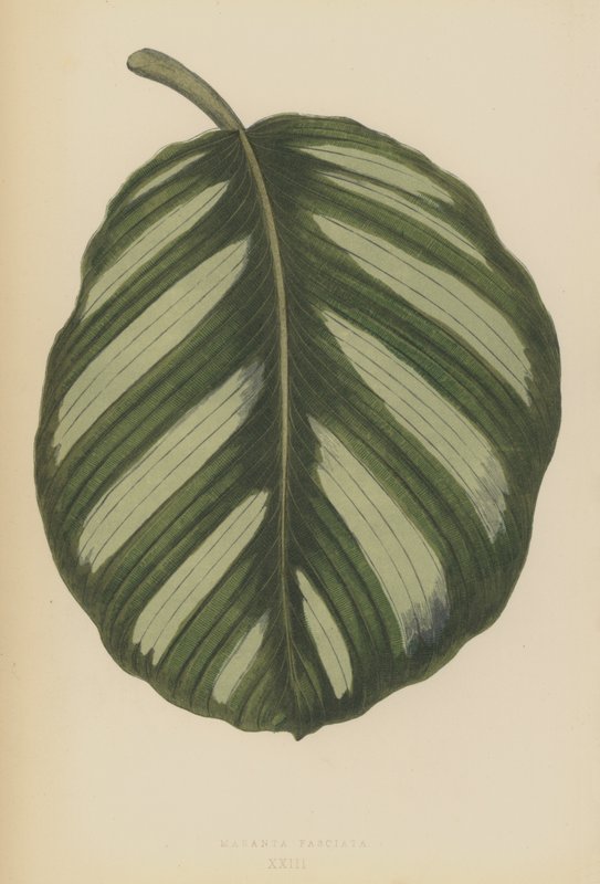 Vejret i Maranta Fasciata af English School