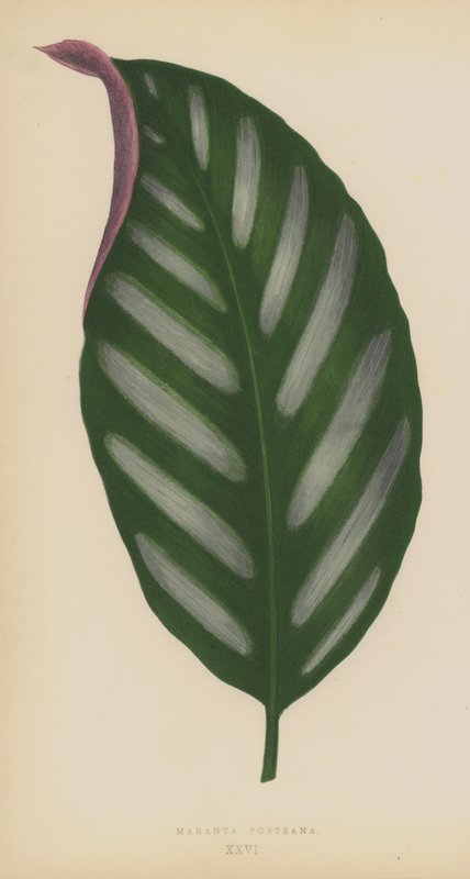 Maranta Porteana af English School