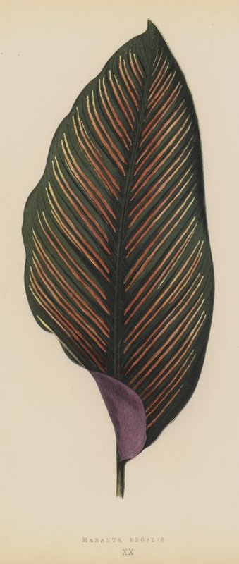 Maranta Royal af English School