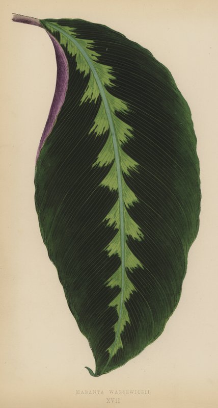 Maranta Warsewiczii af English School