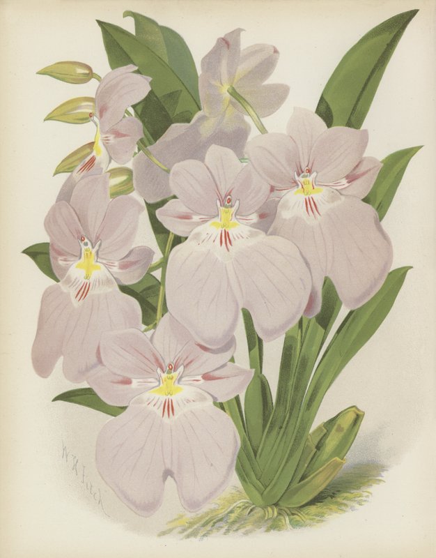 Odontoglossum Vexillarium af English School