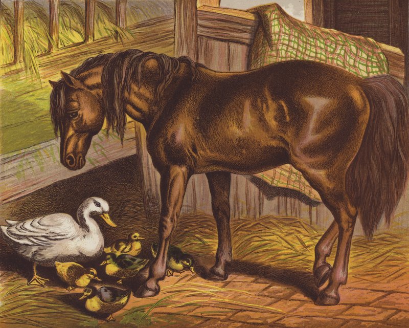Pony af English School