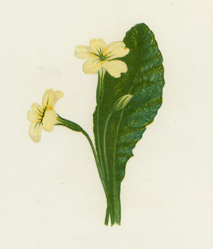 Primula Vulgaris, Primula Vulgaris af English School
