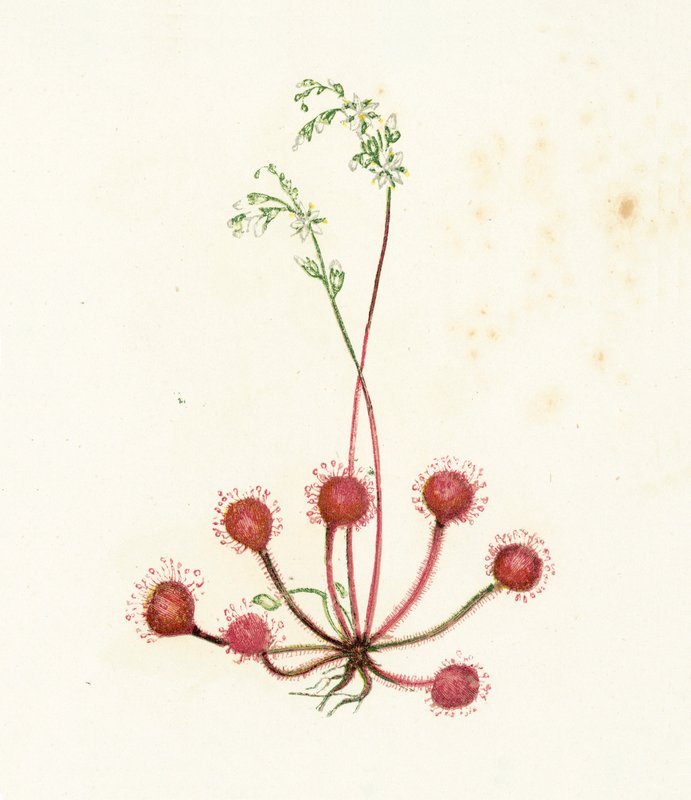 Rundbladet soldug, Drosera Rotundifolia af English School