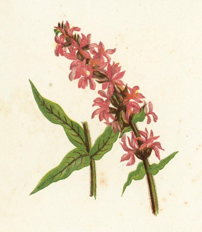 Spiddet Purpurløvsanger, Lythrum Salicaria af English School
