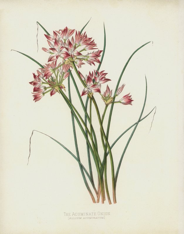 Spidsløg, Allium Acuminatum af English School