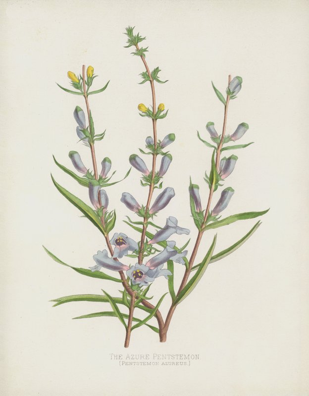 Den azurblå Pentstemon, Pentstemon Azureus af English School