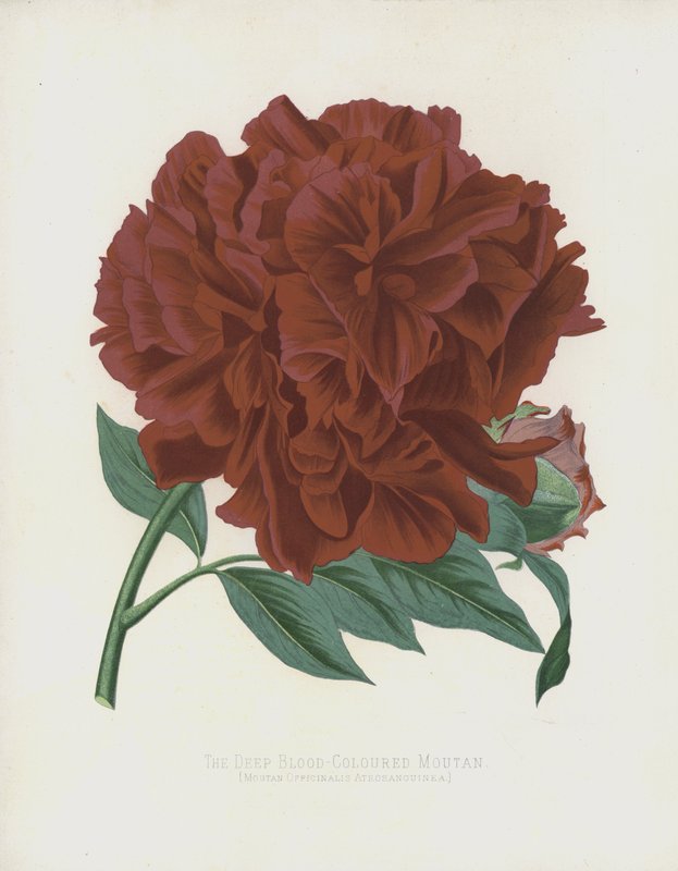 Den dybt blodfarvede Moutan, Moutan Officinalis; Atrosanguinea af English School
