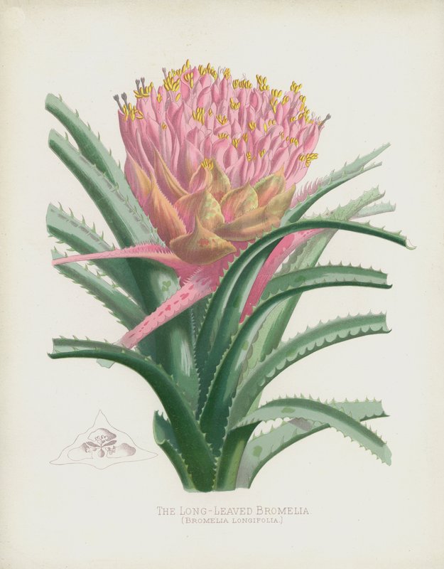 Langbladet bromelia, Bromelia Longifolia af English School