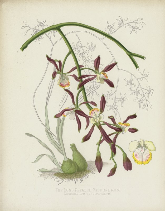 Den langbladede epidendrum, Epidendrum longipetalum af English School