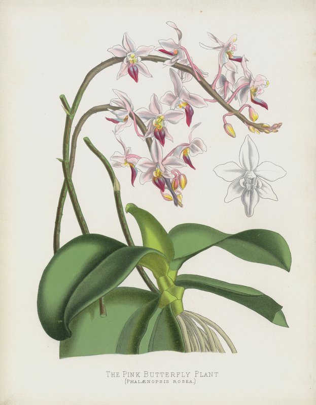 Den lyserøde sommerfugleplante, Phalaenopsis Rosea af English School