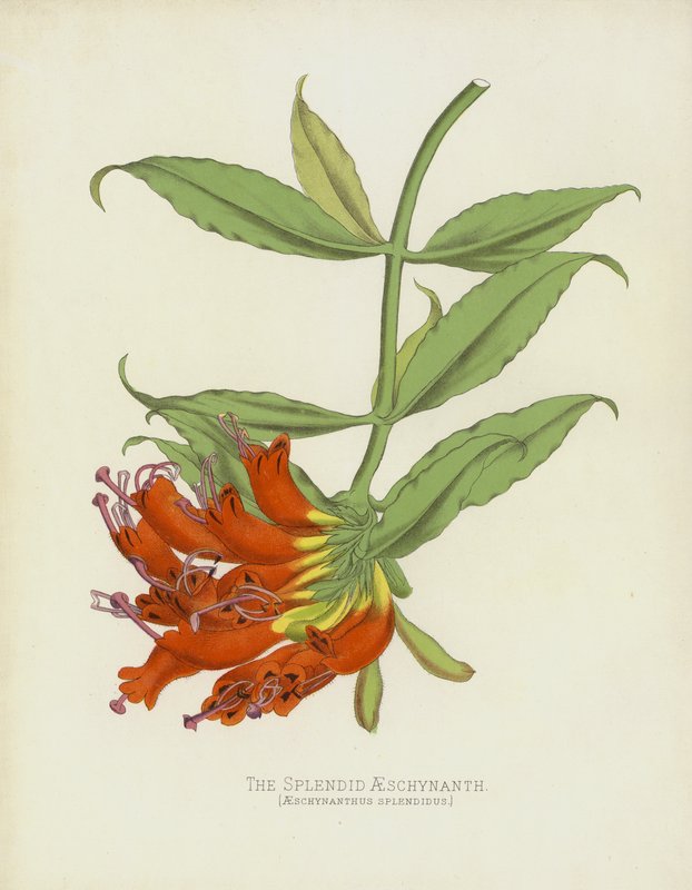 Den pragtfulde aeschynanth, Aeschynanthus Splendidus af English School